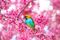 Pássaro no Bosque das Cerejeiras, em Pedra Azul