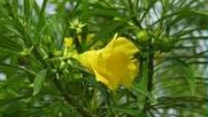 CHAPÉU-DE-NAPOLEÃO