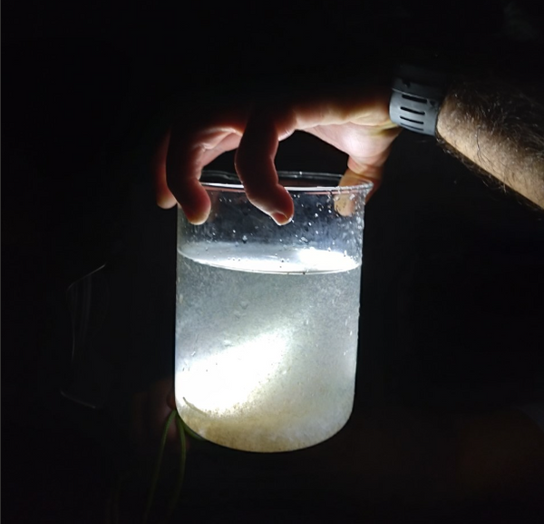 Amostra de zooplâncton (microcrustáceaos e outros invertebrados) coletados no estuário dos Rios Piraquê-Açu e Piraquê-Mirim. Foi possível ver a bioluminescência, mas sem a iluminação.