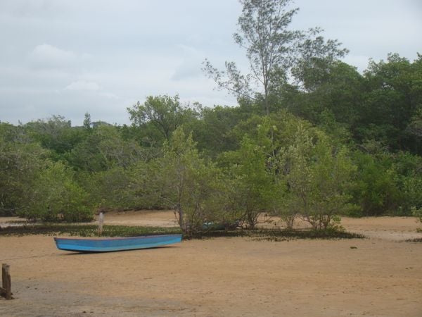 Manguezal na foz do Rio Piraquê sobre os depósitos de areia deixados pela ação da maré