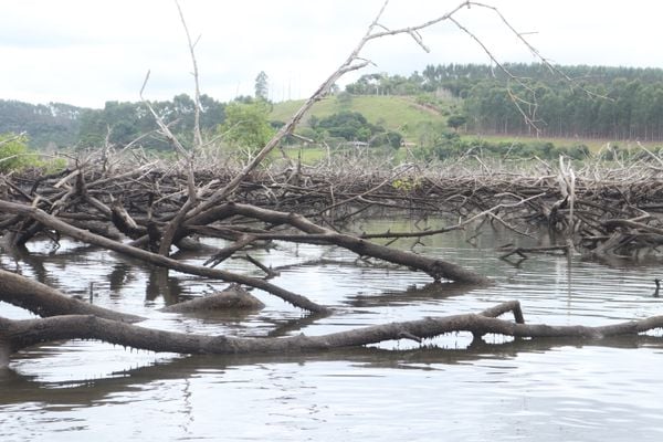 Mortalidade maciça do manguezal em Aracruz.