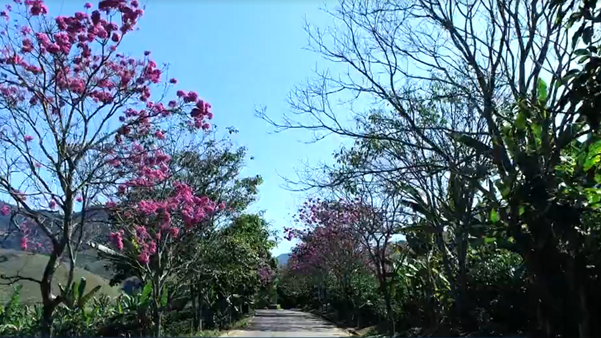 Em 2021, vários ipês floresceram em Rio Novo do Sul por Imagens de arquivo | TV Gazeta