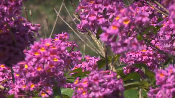 Em 2021, vários ipês floresceram em Rio Novo do Sul por Imagens de arquivo | TV Gazeta