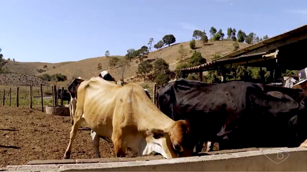 Por causa da fome, vacas estão ficando mais magras por Luiz Gonçalves