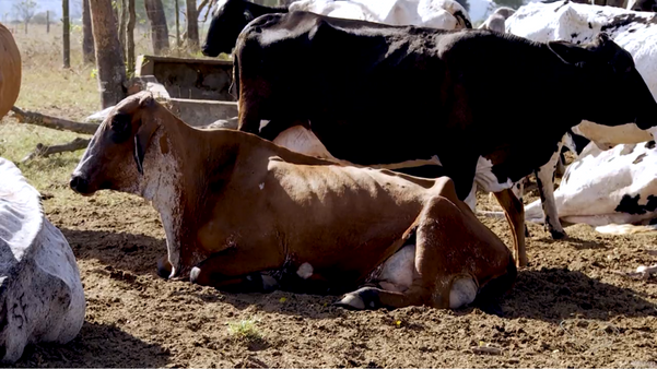 Por causa da fome, vacas estão ficando mais magras por Luiz Gonçalves