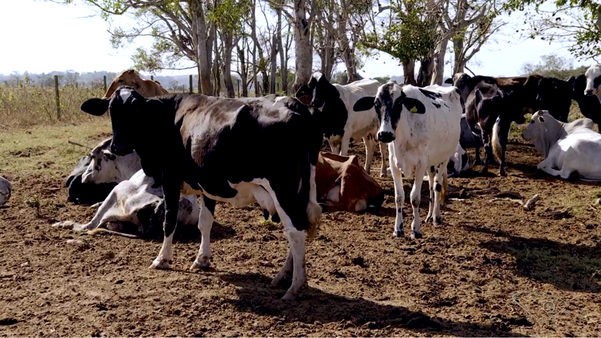 Por causa da fome, vacas estão ficando mais magras por Luiz Gonçalves