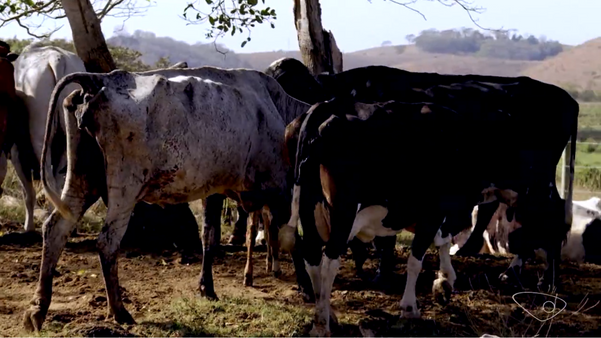 Por causa da fome, vacas estão ficando mais magras por Luiz Gonçalves
