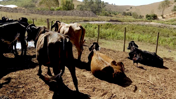 Por causa da fome, vacas estão ficando mais magras por Luiz Gonçalves