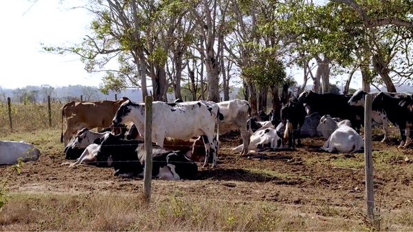 Por causa da fome, vacas estão ficando mais magras por Luiz Gonçalves
