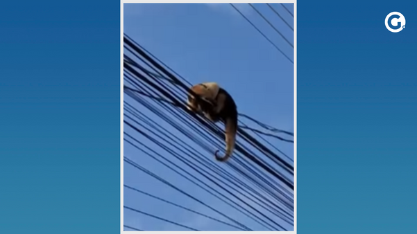 Tamanduá que dormia sobre os fios da rede elétrica é resgatado em São Mateus