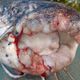 Imagem - Peixe com mutação é pescado na foz do Rio Doce e preocupa pescadores