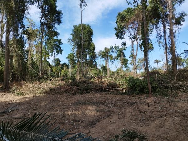 Idaf flagra desmatamento em Reserva de Mata Atlântica em Itaguaçu