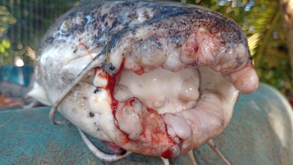 Peixe com mutação é encontrado em Foz do Rio Doce e preocupa pescadores