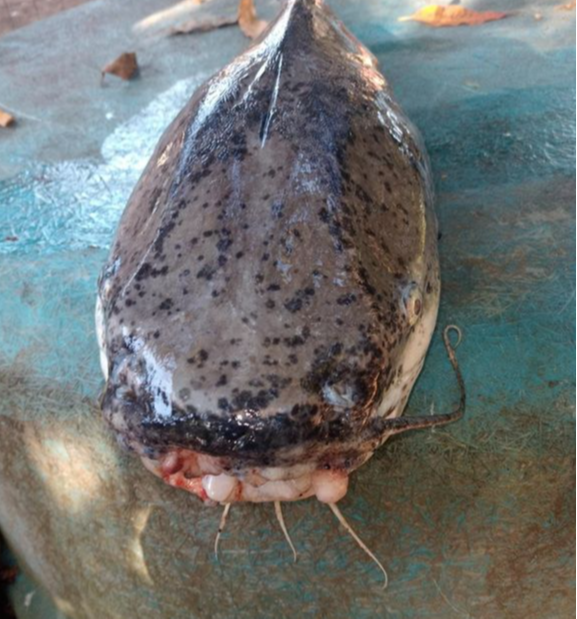Peixe com mutação é encontrado em Foz do Rio Doce e preocupa pescadores