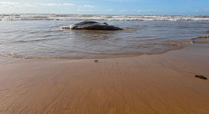 Animal está encalhado na altura da Praia do Amigão. Segundo a prefeitura, baleia será enterrada nas imediações