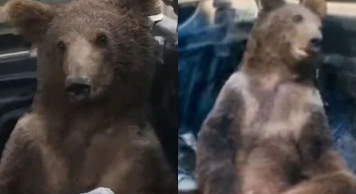 Animal foi encontrado desorientado em Duzce por comer um ‘mel louco’ e foi levado ao veterinário; autoridades nomearam a filhote de urso pardo de Balkız