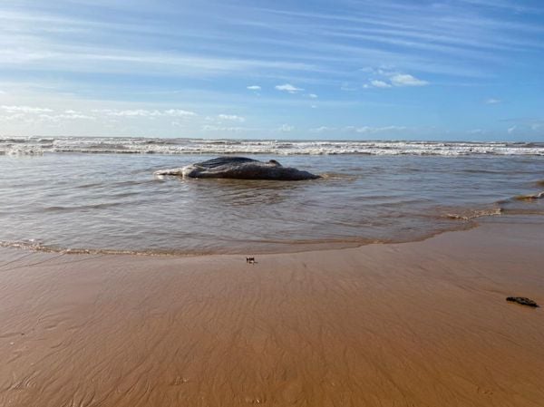 Baleia jubarte fica encalhada em Praia de Jacaraípe, na Serra