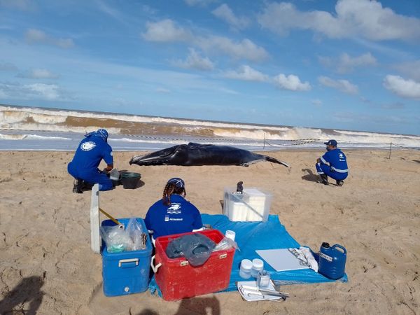 Filhote de baleia jubarte foi encontrado morta em Pontal do Ipiranga, Linhares, neste sábado (13)