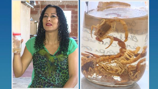 Aparecimento de escorpiões causa preocupação de moradores  em Cachoeiro