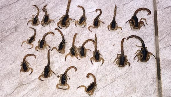 Moradores reclamam do aparecimento de escorpiões em Cachoeiro