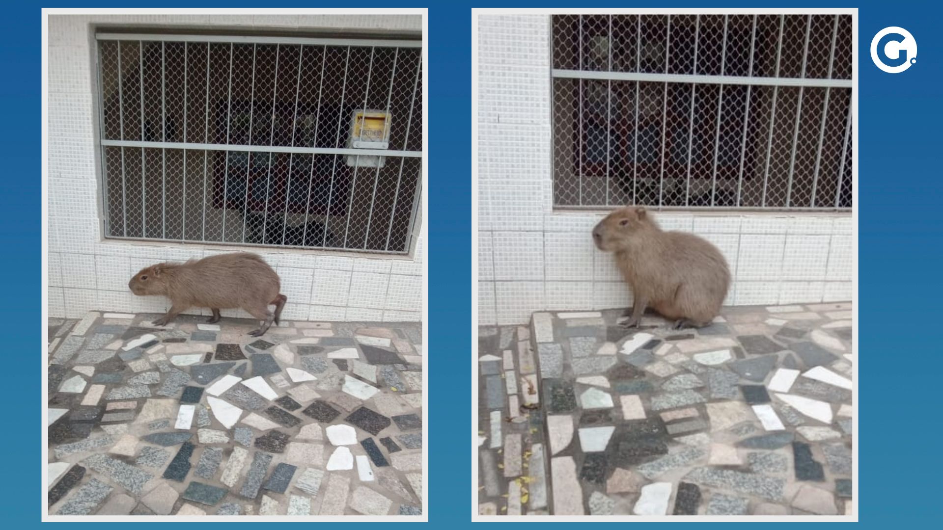 O animal passou por uma rua do bairro por volta das 6h e, segundo relato de uma moradora, estava bem acuado. Uma moradora contou que se surpreendeu com a capivara ao sair de casa