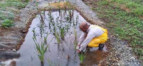 Sistema criado por estudante tem feito a limpeza de rios impactados pela lama da tragédia de Mariana