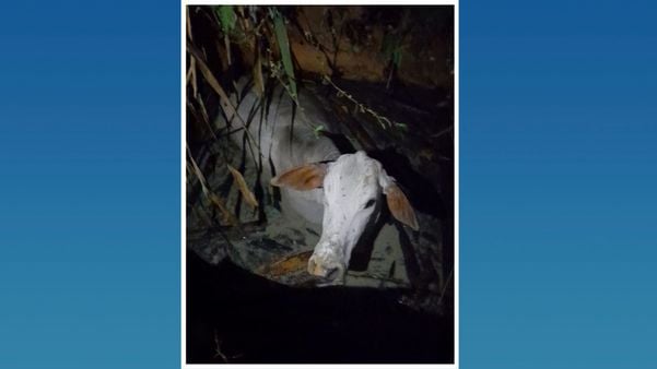 Vaca é resgatada após cair em fossa em São Mateus