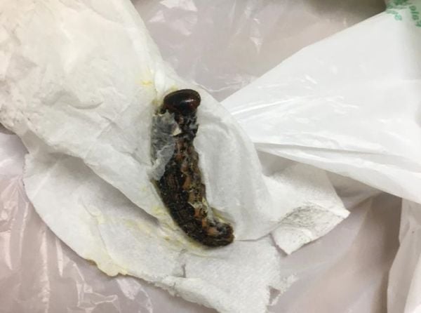 Enrico Gotardo morreu oito dias após engolir uma lagarta em Guarapari