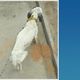 Imagem - Polícia encontra cachorro vítima de maus-tratos em residência de Cachoeiro