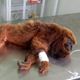 Imagem - Morre macaco barbado atropelado em rodovia de Cachoeiro