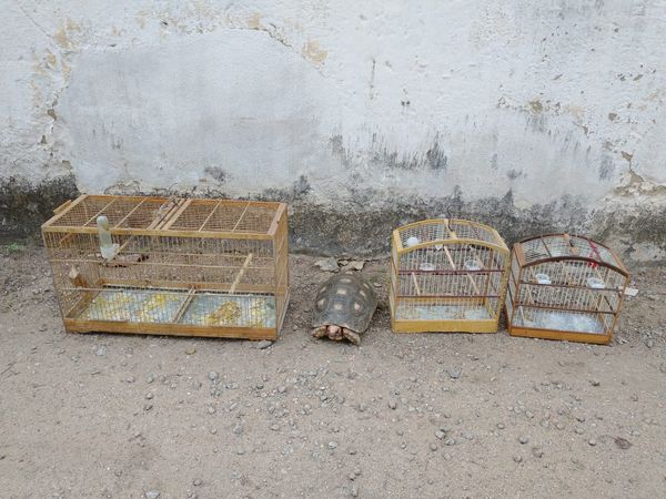 Jabuti é apreendido em operação contra tráfico em Colatina por Polícia Militar | Divulgação