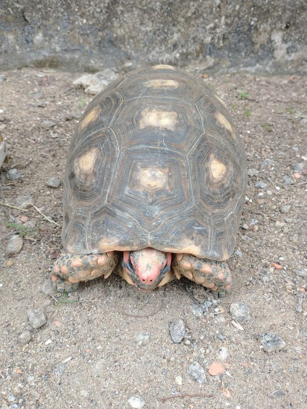 Jabuti é apreendido em operação contra tráfico em Colatina por Polícia Militar | Divulgação