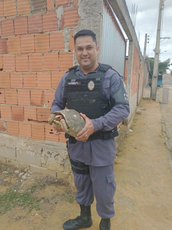 Jabuti é apreendido em operação contra tráfico em Colatina por Polícia Militar | Divulgação