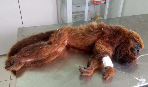 Macaco barbado é resgatado após ser atropelado em rodovia de Cachoeiro