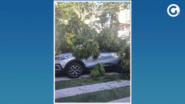 Carro ficou destruído após ser atingido pelo galho da árvore.