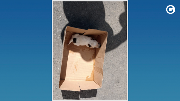 Casal é preso por aplicar golpes do cachorro falso em Cachoeiro