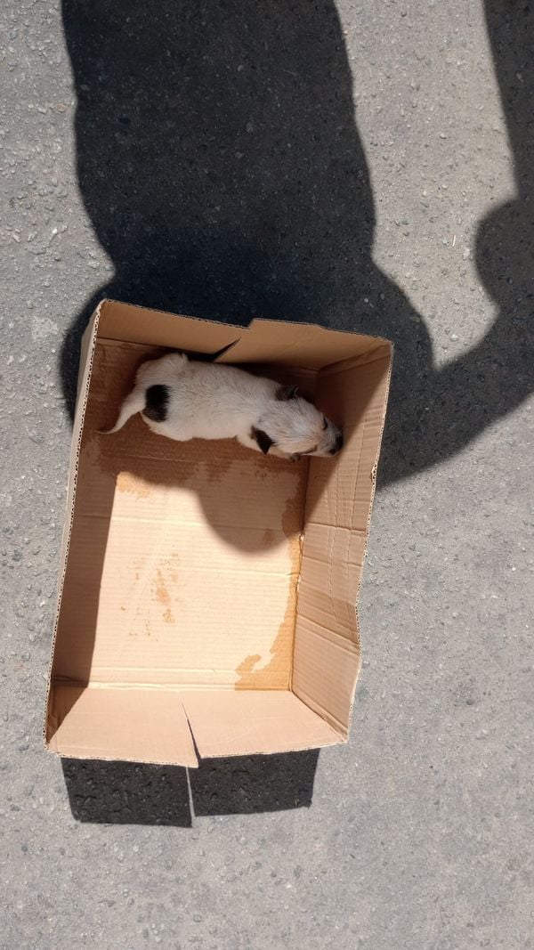 Casal vendia cachorros vira-latas dizendo que eram de raça por Divulgação \ Deic