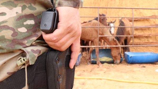 Abatedouro ilegal de animais foi fechado pela Polícia Civil e pela Prefeitura de Viana nesta terça (6) por Divulgação/Secom Viana