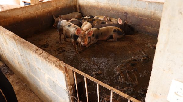 Abatedouro ilegal de animais foi fechado pela Polícia Civil e pela Prefeitura de Viana nesta terça (6) por Divulgação/Secom Viana