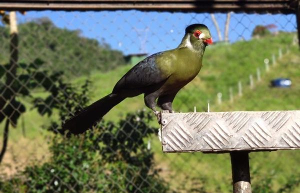 O Bioparque das Aves é um dos roteiros para se conhecer nas montanhas capixabas