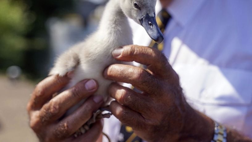 Coroa Britânica realiza censo dos cisnes do Rio Tâmisa