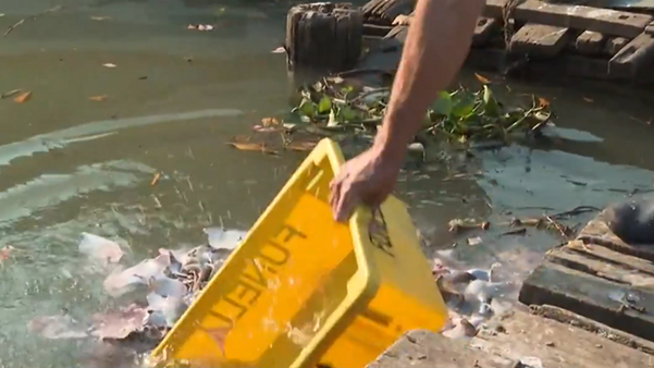Moradores reclamam do descarte irregular de restos de peixes no cais de Piúma