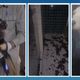 Imagem - Maus-tratos em Guarapari: cães e pássaro são resgatados em apartamento