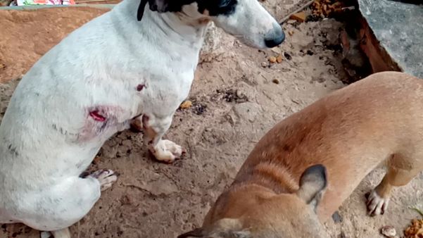 Homem é investigado após esfaquear cadelas em Mimoso do Sul