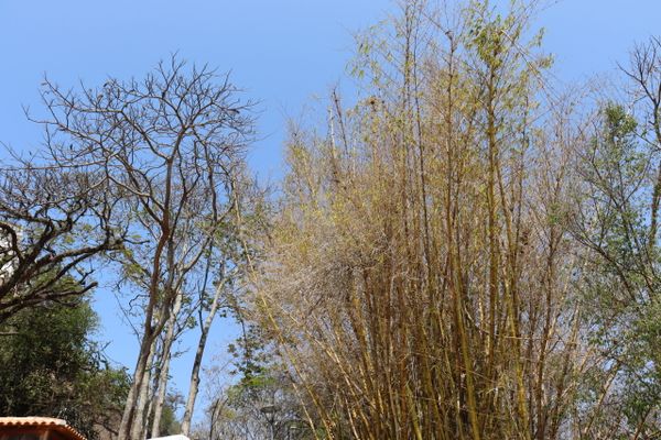 Seca muda visual do Convento da Penha, em Vila Velha por Reprodução | Convento da Penha