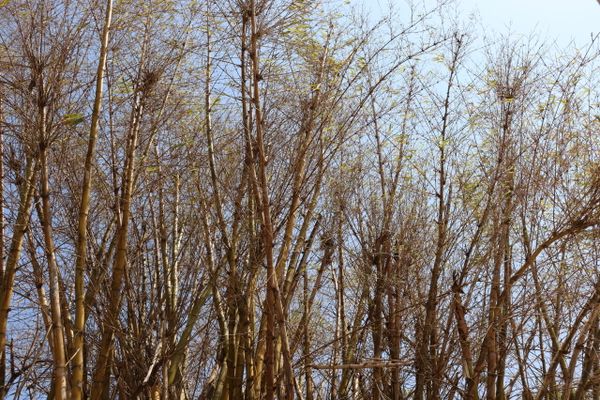 Seca muda visual do Convento da Penha, em Vila Velha por Reprodução | Convento da Penha