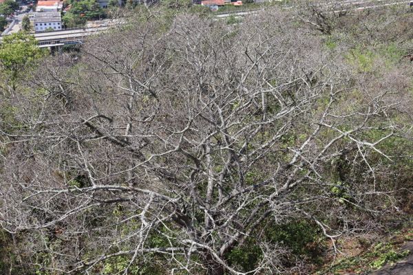 Seca muda visual do Convento da Penha, em Vila Velha por Reprodução | Convento da Penha