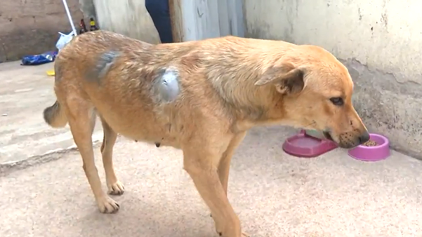Cadela ferida por homem em Mimoso do Sul morre após ser adotada