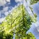 Imagem - Compliance ambiental: desafios e oportunidades para um futuro sustentável