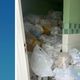 Imagem - Secretária de Saúde e diretor são autuados por acúmulo de lixo no PA de Vila Valério